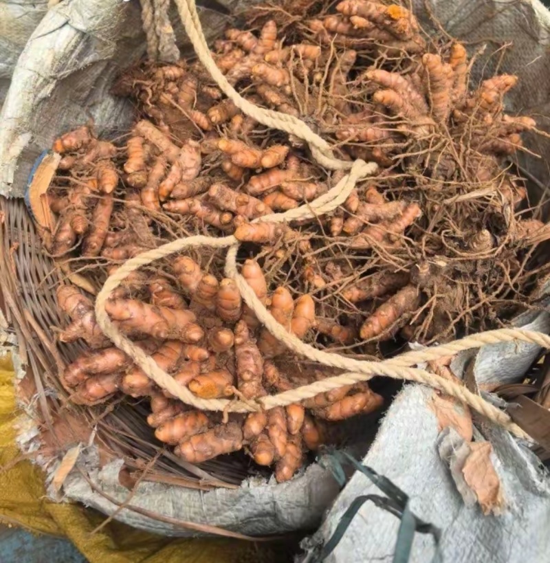 广西，土姜黄药厂检测达标含量高，自家种植0农药