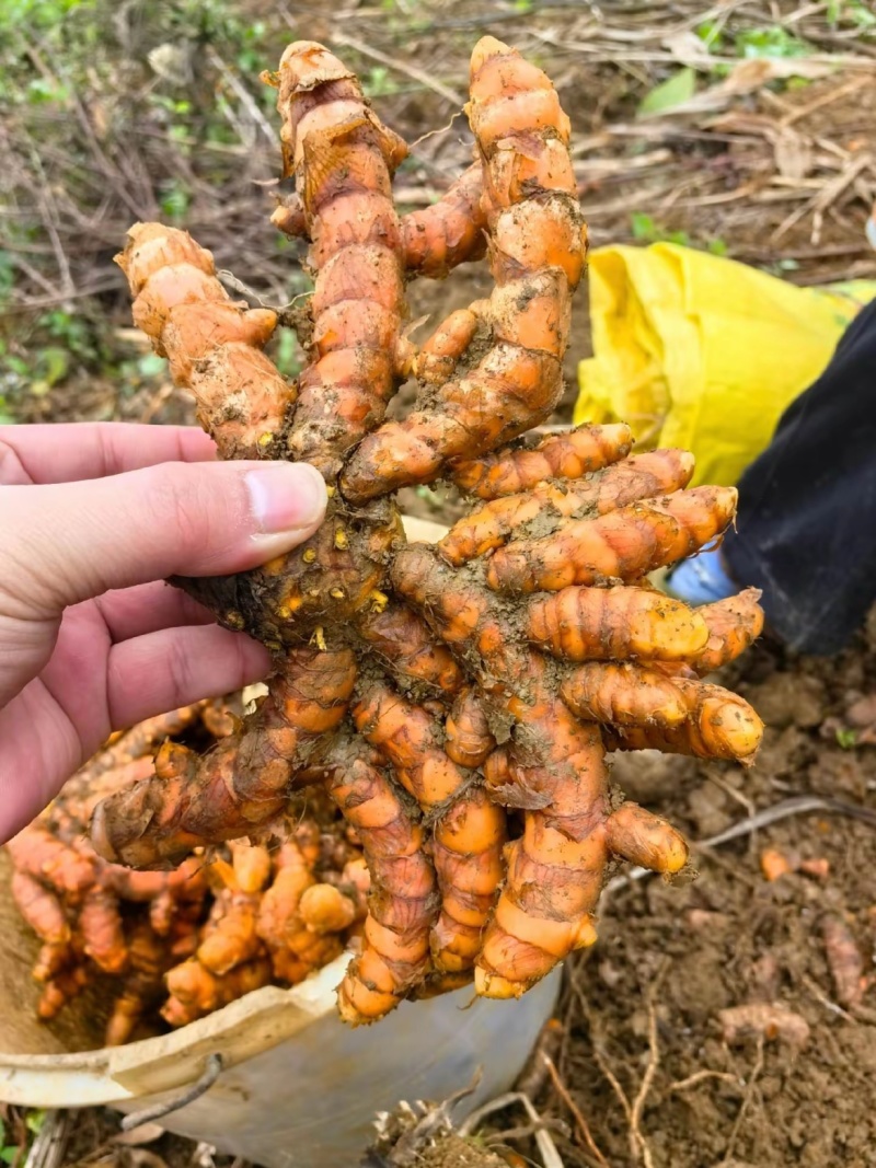 广西，土姜黄药厂检测达标含量高，自家种植0农药