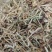金银花山东银云南银花，规格多货品齐各类花茶批发
