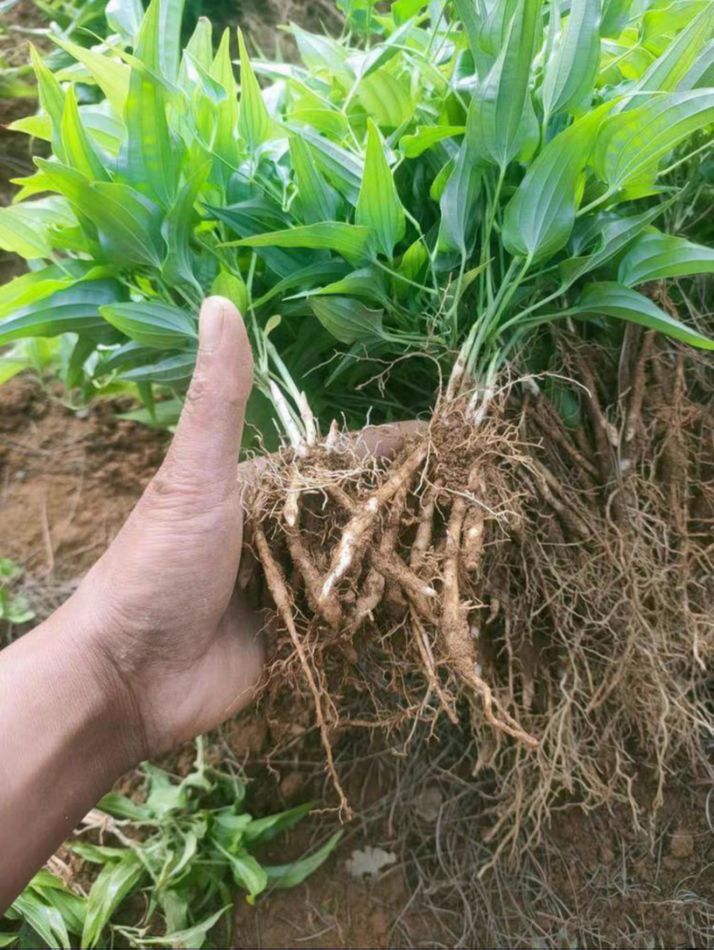 百部种苗易活产量高基地直发货源充足可视频看货技术指导