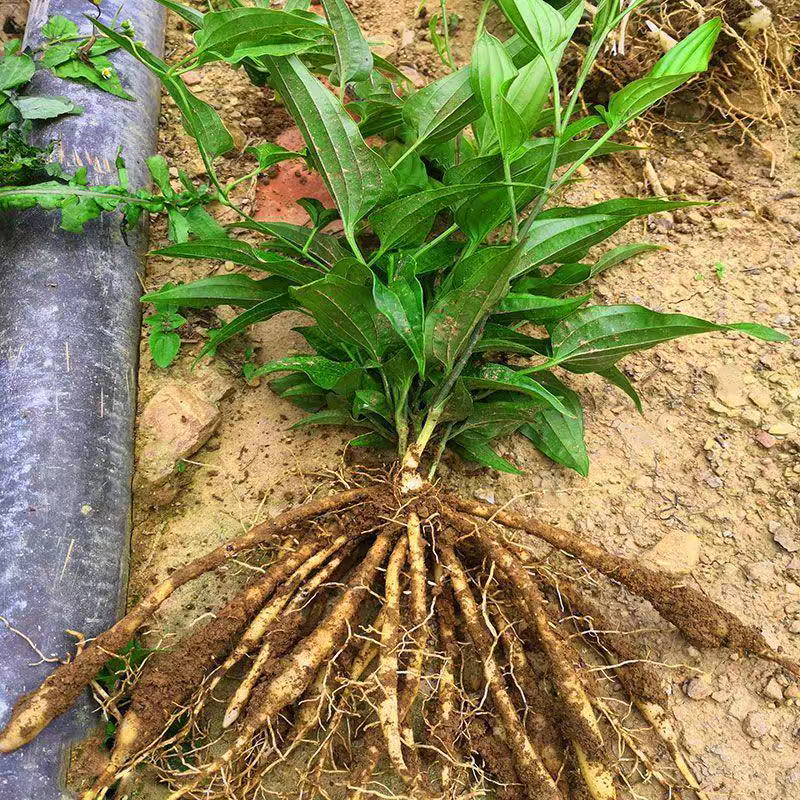 百部种苗易活产量高基地直发货源充足可视频看货技术指导
