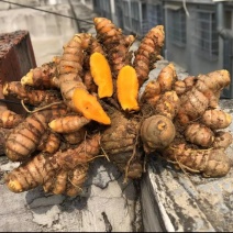 广西《土姜黄》药厂检测达标含量6.9以上自家种植欢迎考察