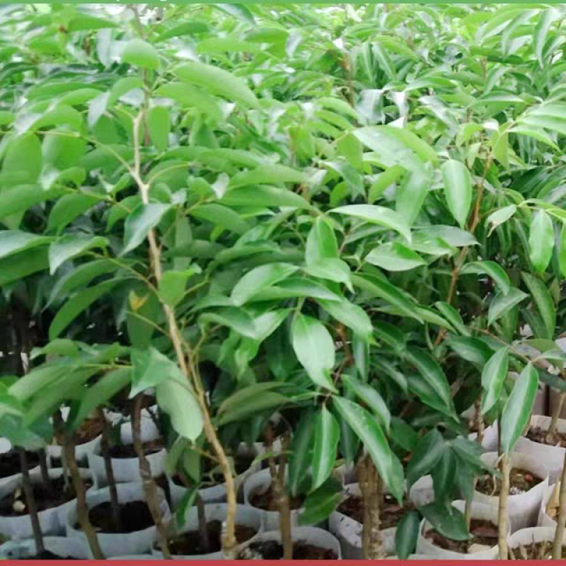 荔枝苗苗圃直发大量有货全国代发提供技术指导