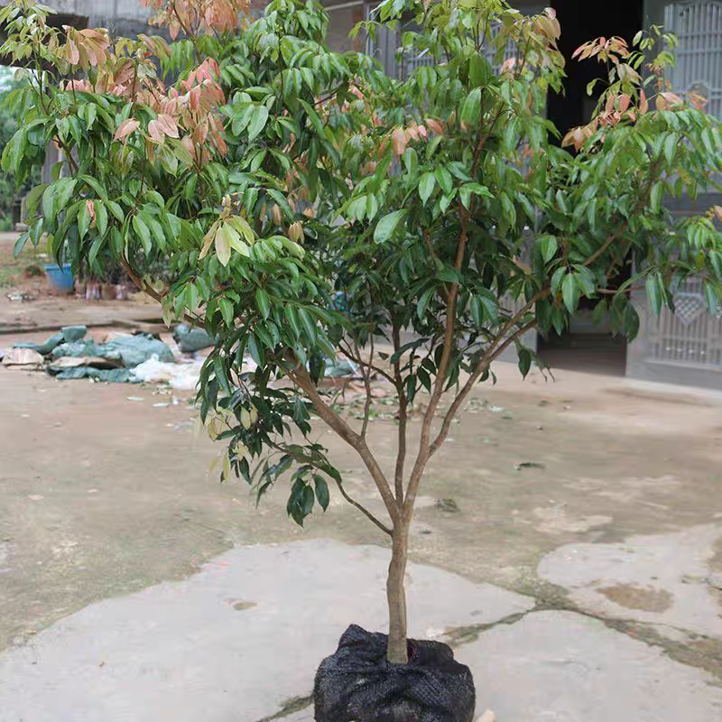 荔枝苗苗圃直发大量有货全国代发提供技术指导