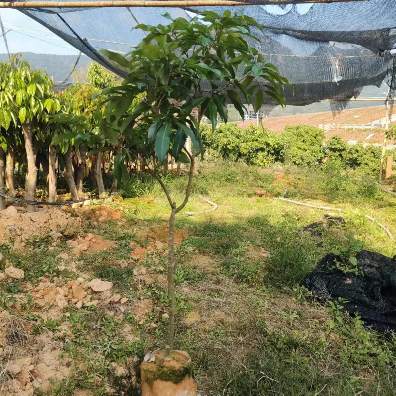 荔枝苗苗圃直发大量有货全国代发提供技术指导