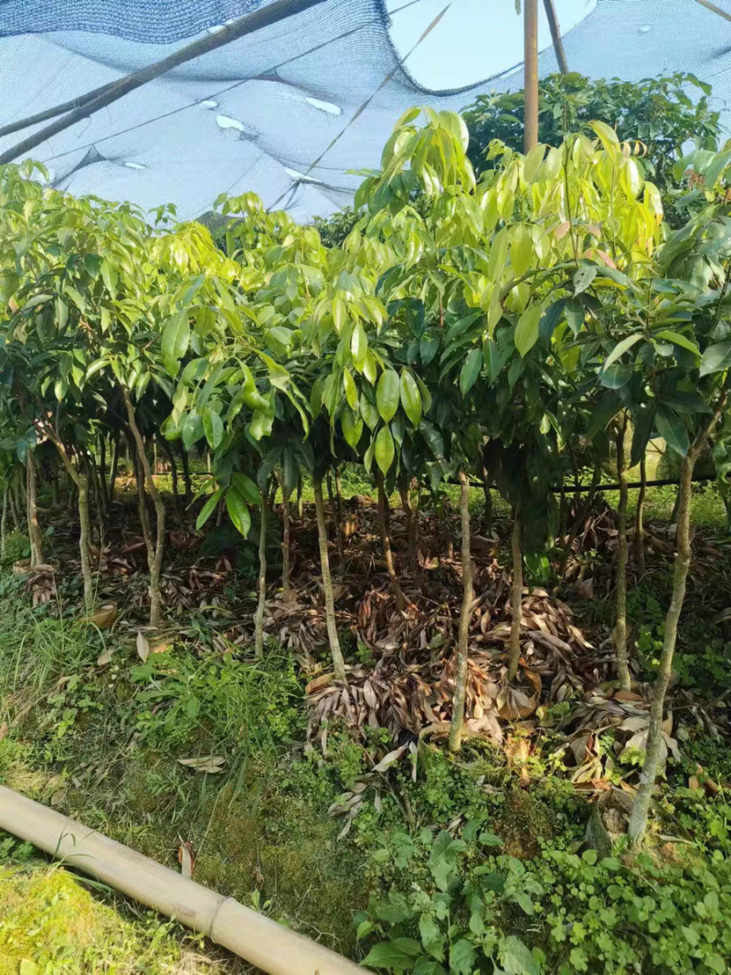 荔枝苗苗圃直发大量有货全国代发提供技术指导