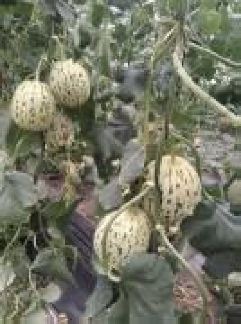 精品花美人甜瓜大量上市现摘现发品质保证欢迎来电洽谈