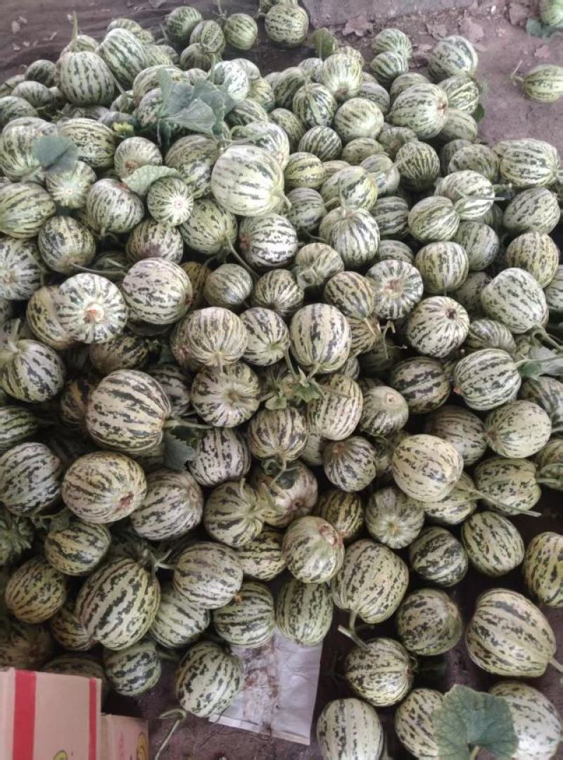 精品花美人甜瓜大量上市现摘现发品质保证欢迎来电洽谈