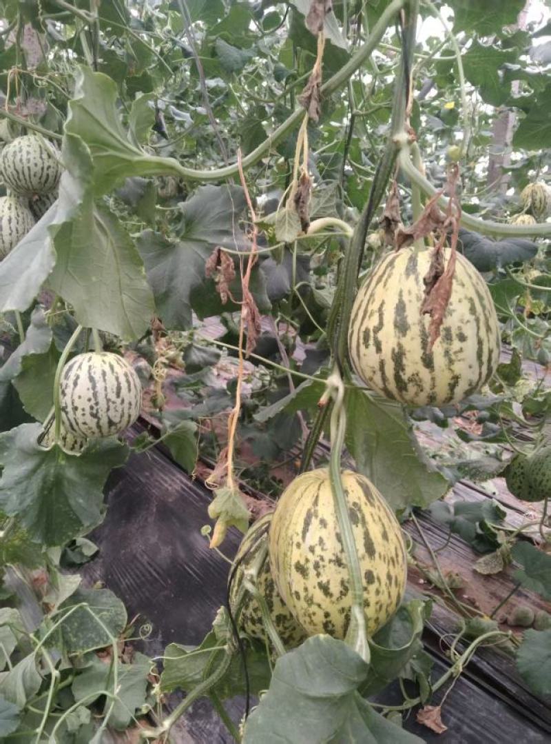 精品花美人甜瓜大量上市现摘现发品质保证欢迎来电洽谈