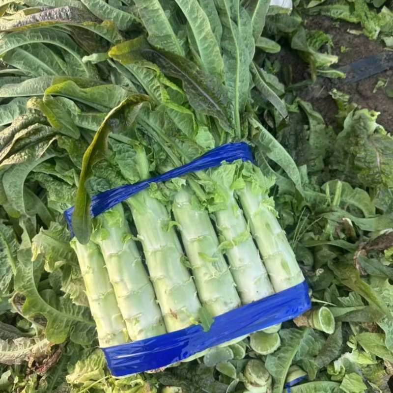 河南开封精品红叶香莴苣莴笋产地一手货源品质保障量大价优