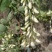 山亭区野生槐花