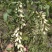 山亭区野生槐花