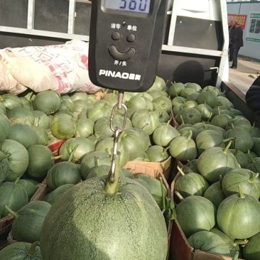 绿宝甜瓜大量上市品质上乘支持视频看货欢迎来电洽谈