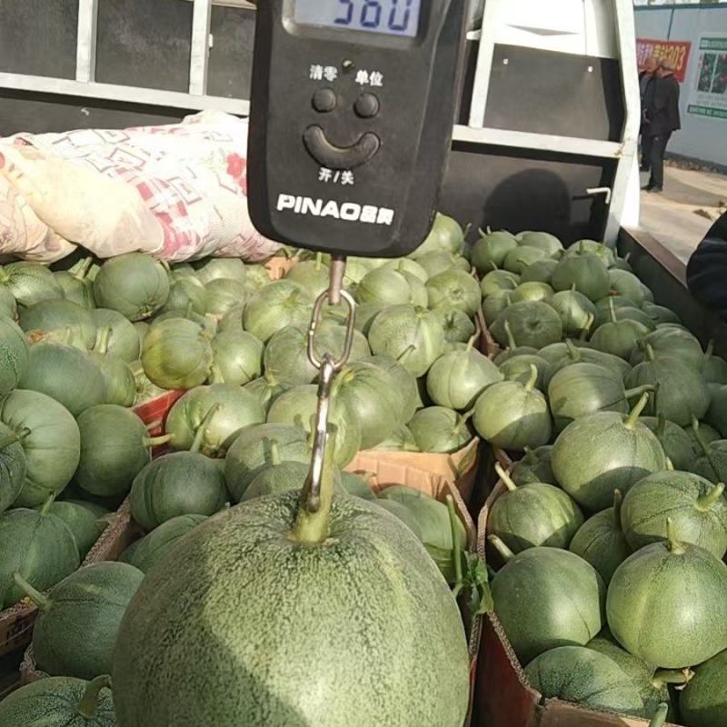 绿宝甜瓜大量上市品质上乘支持视频看货欢迎来电洽谈
