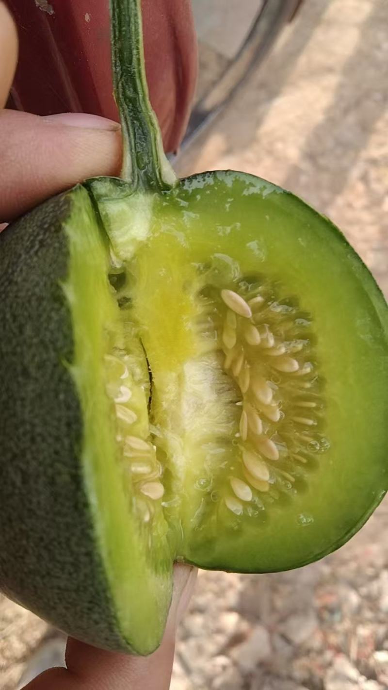 绿宝甜瓜大量上市品质上乘支持视频看货欢迎来电洽谈