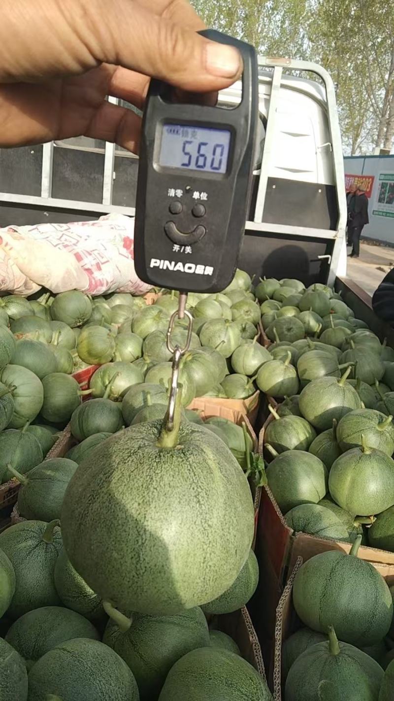 绿宝甜瓜大量上市品质上乘支持视频看货欢迎来电洽谈