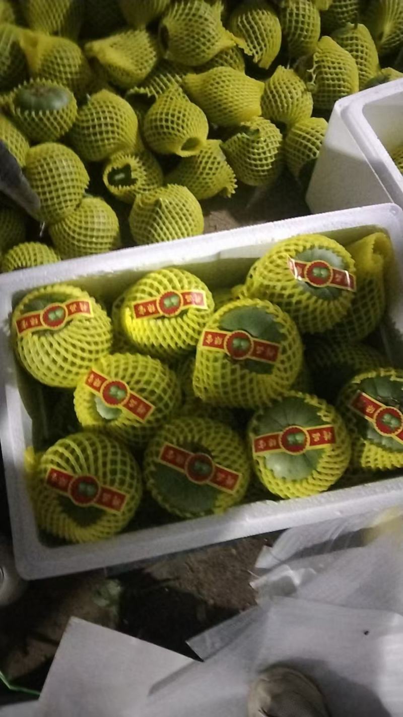 绿宝甜瓜大量上市品质上乘支持视频看货欢迎来电洽谈