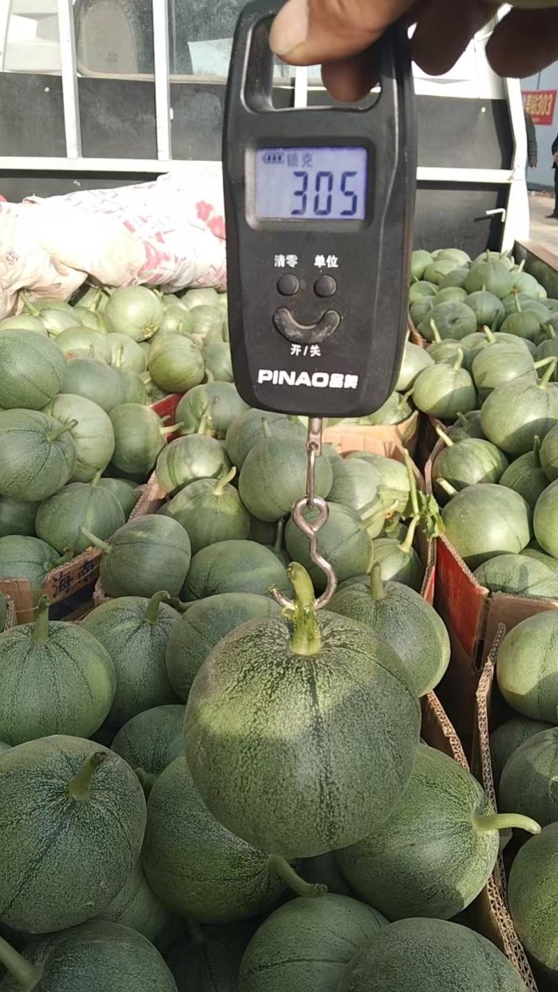 绿宝甜瓜大量上市品质上乘支持视频看货欢迎来电洽谈