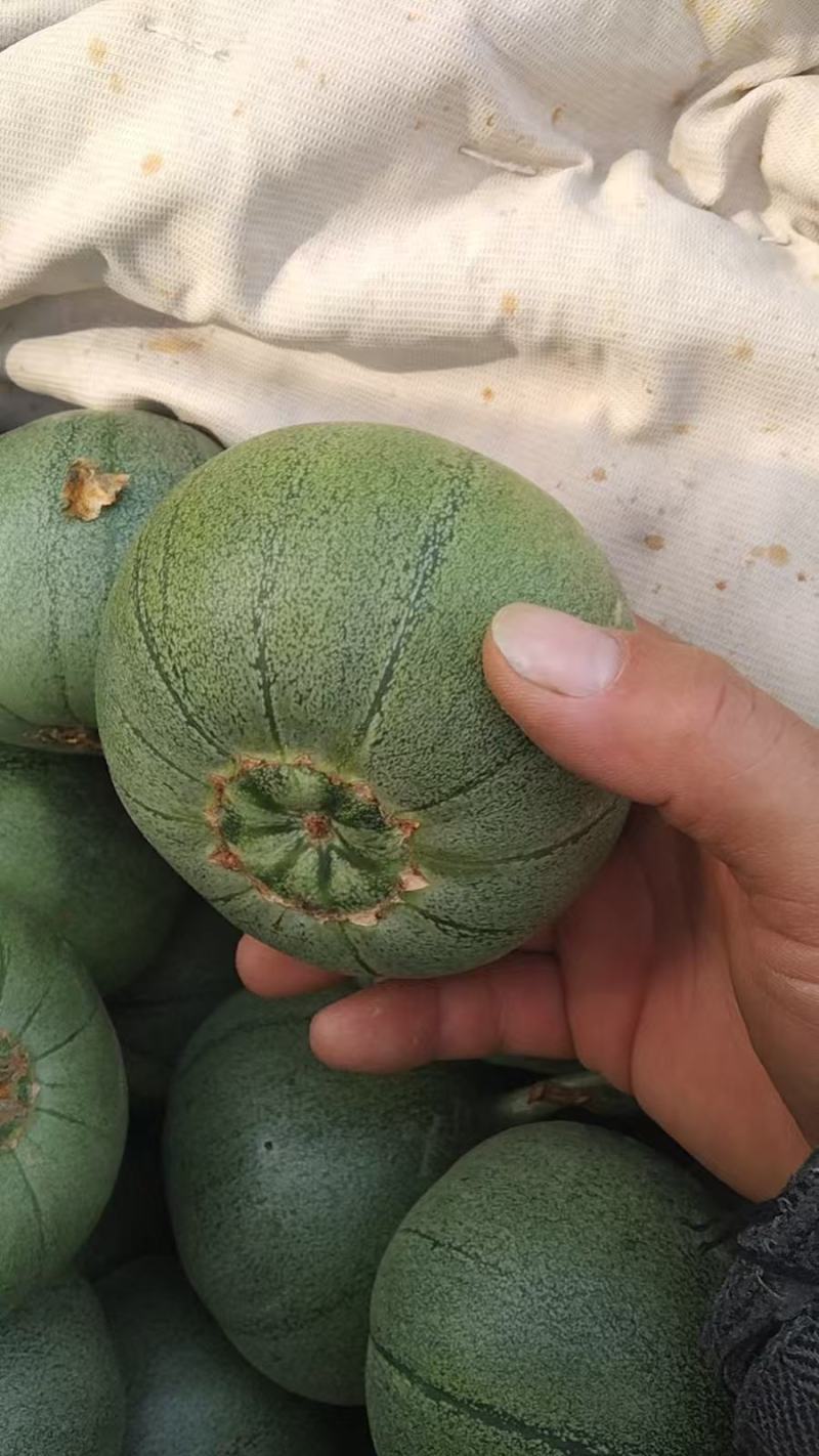绿宝甜瓜大量上市品质上乘支持视频看货欢迎来电洽谈