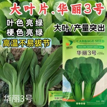 华丽3号青梗菜种子大叶片青菜绿梗耐热夏秋不拔节上海青菜种