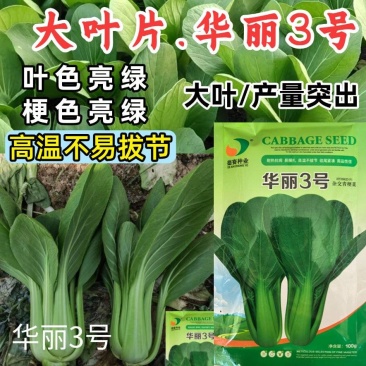 华丽3号青梗菜种子大叶片青菜绿梗耐热夏秋不拔节上海青菜种