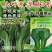 华丽3号青梗菜种子大叶片青菜绿梗耐热夏秋不拔节上海青菜种