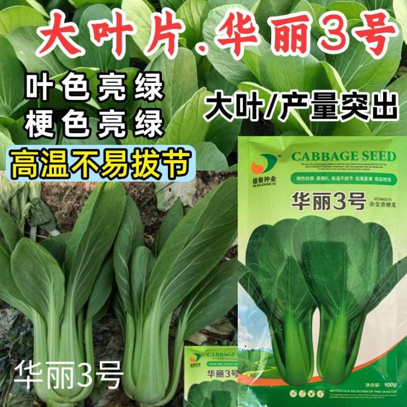 华丽3号青梗菜种子大叶片青菜绿梗耐热夏秋不拔节上海青菜种