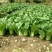 华丽3号青梗菜种子大叶片青菜绿梗耐热夏秋不拔节上海青菜种