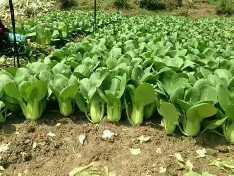 华丽3号青梗菜种子大叶片青菜绿梗耐热夏秋不拔节上海青菜种