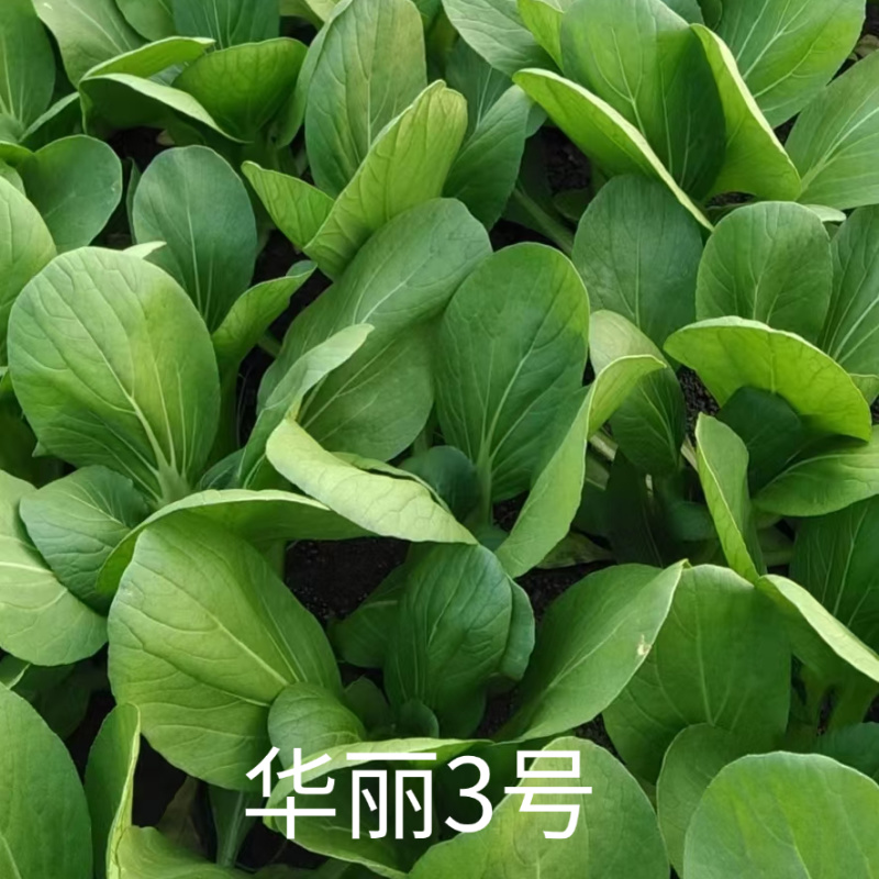 华丽3号青梗菜种子大叶片青菜绿梗耐热夏秋不拔节上海青菜种