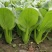 华丽3号青梗菜种子大叶片青菜绿梗耐热夏秋不拔节上海青菜种