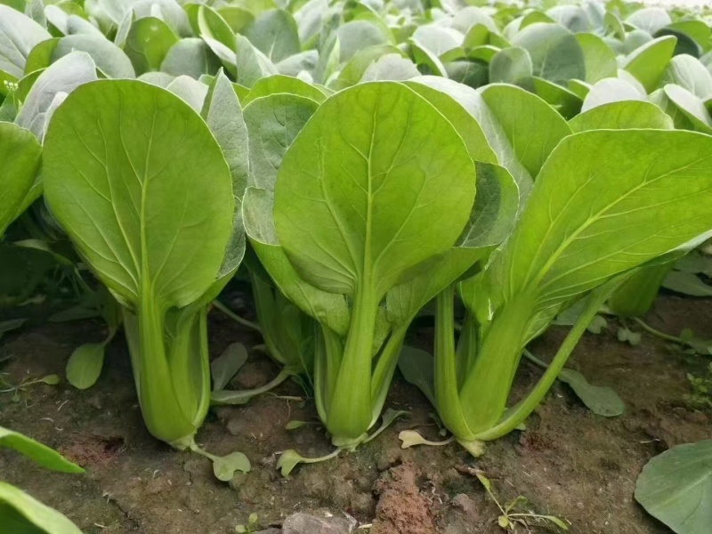 华丽3号青梗菜种子大叶片青菜绿梗耐热夏秋不拔节上海青菜种