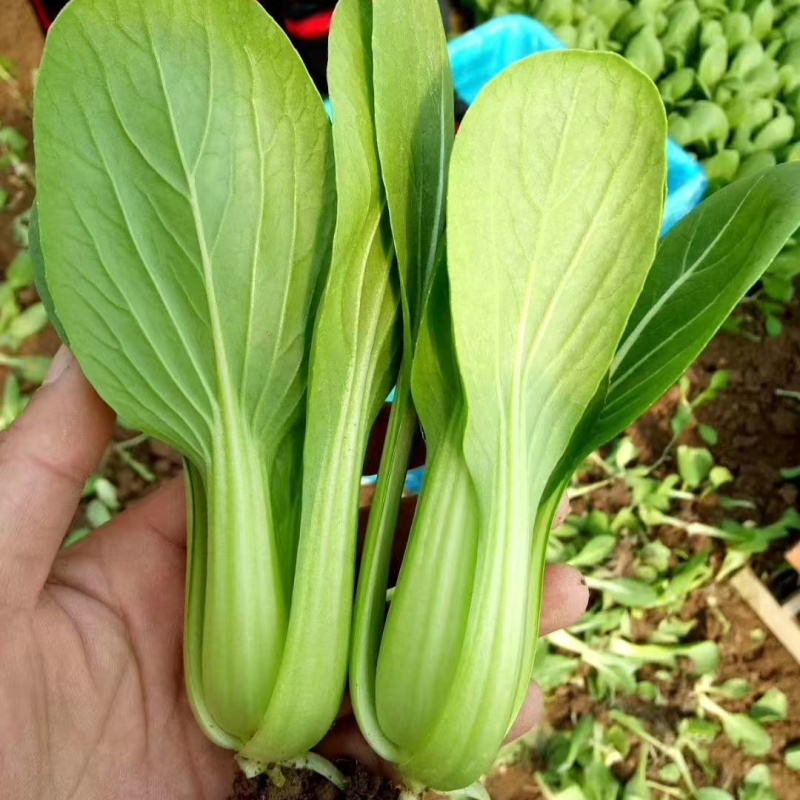 华丽3号青梗菜种子大叶片青菜绿梗耐热夏秋不拔节上海青菜种