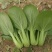 华丽3号青梗菜种子大叶片青菜绿梗耐热夏秋不拔节上海青菜种