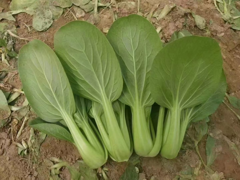 华丽3号青梗菜种子大叶片青菜绿梗耐热夏秋不拔节上海青菜种
