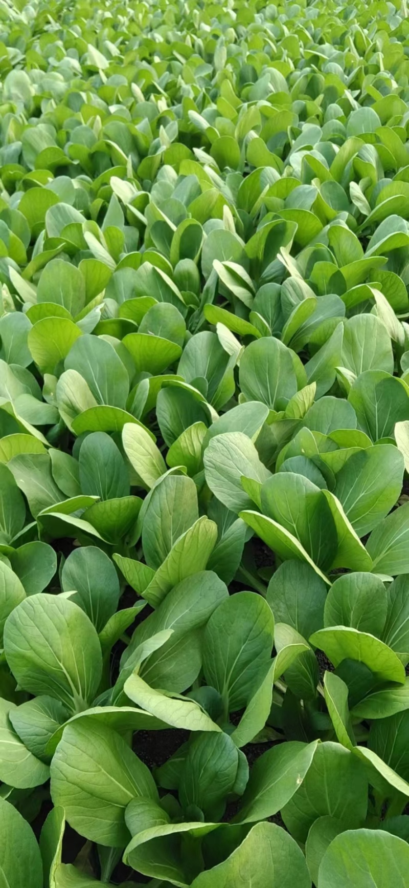 华丽3号青梗菜种子大叶片青菜绿梗耐热夏秋不拔节上海青菜种