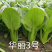华丽3号青梗菜种子大叶片青菜绿梗耐热夏秋不拔节上海青菜种