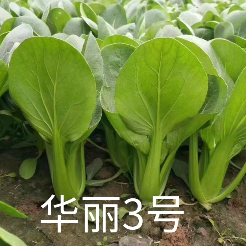 华丽3号青梗菜种子大叶片青菜绿梗耐热夏秋不拔节上海青菜种