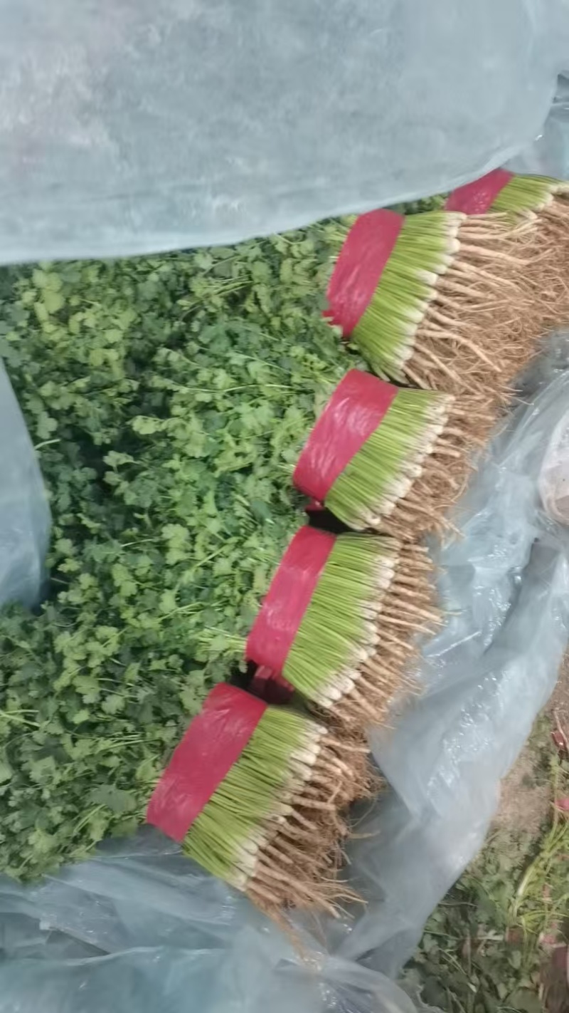 山东聊城香菜大量供应全国供应链