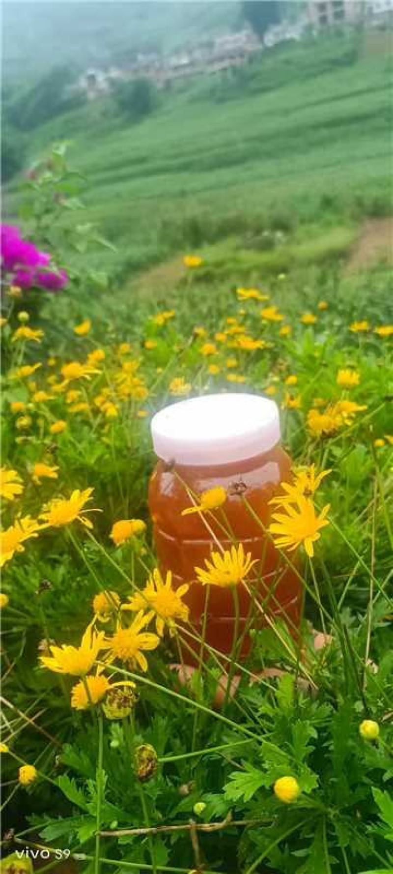 精品蜂蜜野蜂蜜货源充足量大从优质量不对接电商
