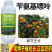 老牌子植校长2%苄氨基嘌呤活性高增加叶绿素提高光合作用