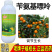 老牌子植校长2%苄氨基嘌呤活性高增加叶绿素提高光合作用
