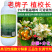 老牌子植校长2%苄氨基嘌呤活性高增加叶绿素提高光合作用