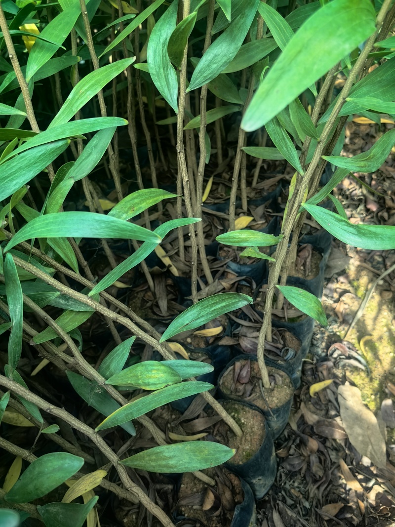 台湾相思相思树苗造林苗台湾相思树苗产地直发量大优惠