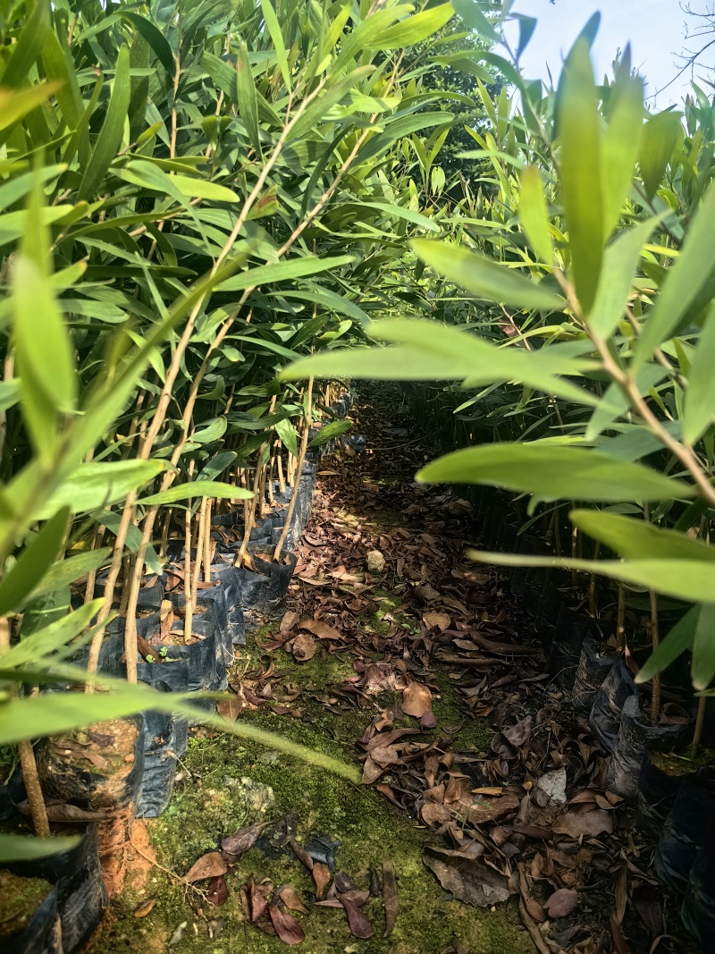 台湾相思相思树苗造林苗台湾相思树苗产地直发量大优惠