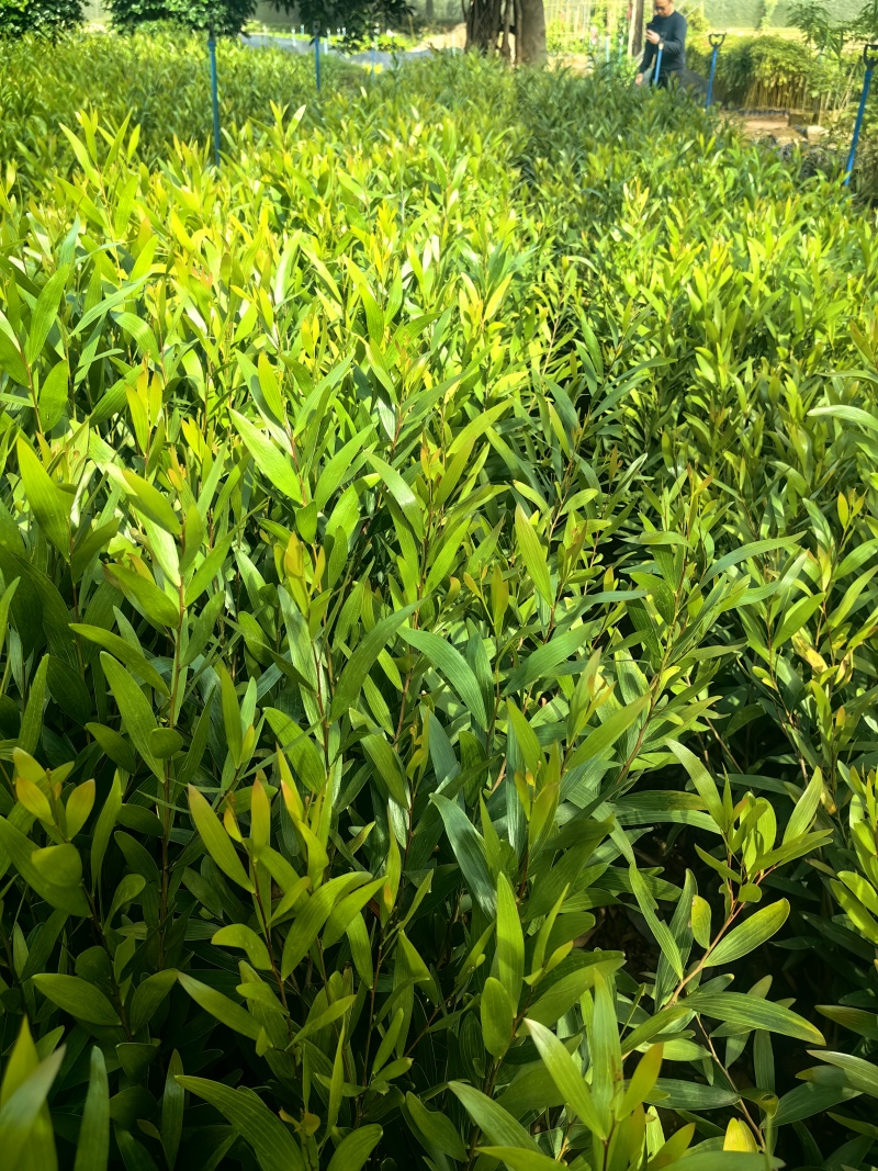 台湾相思相思树苗造林苗台湾相思树苗产地直发量大优惠