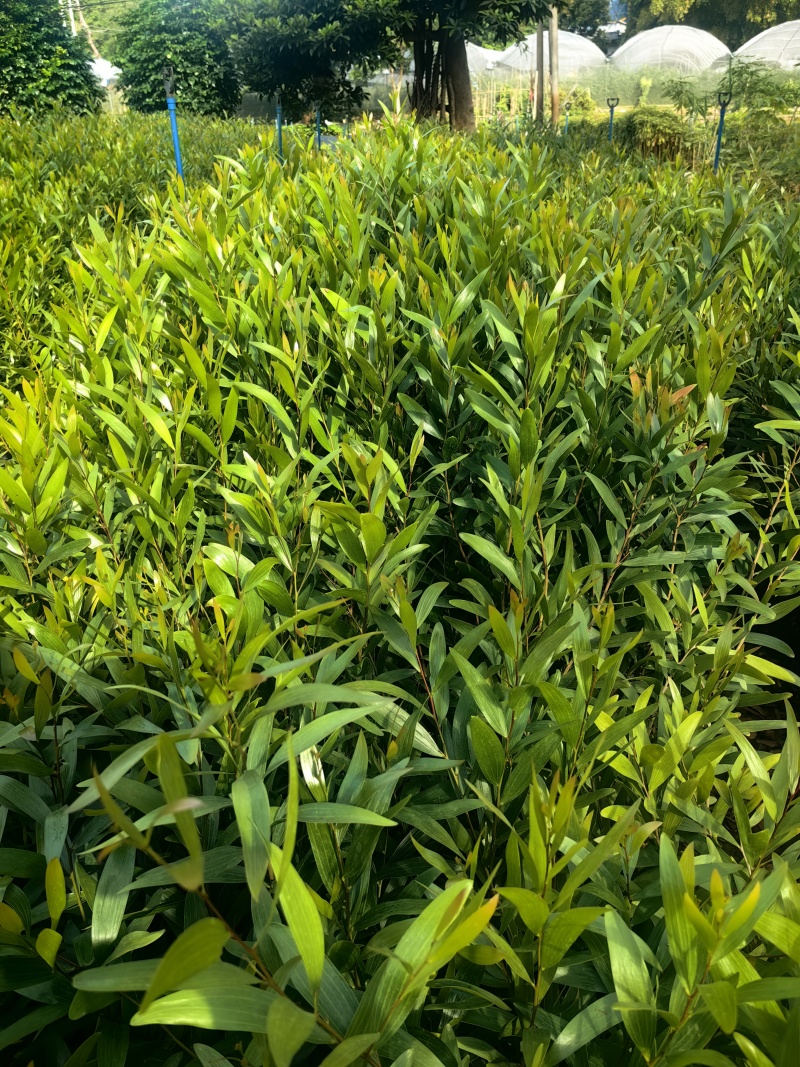 台湾相思相思树苗造林苗台湾相思树苗产地直发量大优惠