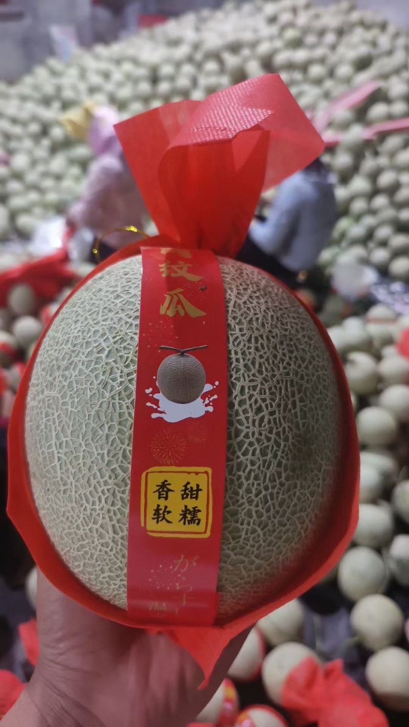 网纹瓜产地现货现发价格可谈一手货源欢迎电话