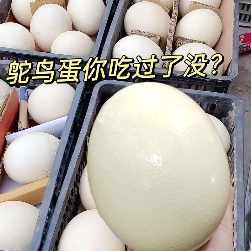 三天内的鸵鸟蛋