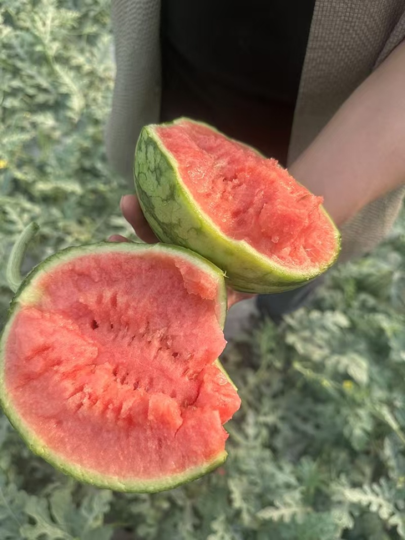 精品早春红玉一手货源沙瓤甜度高汁水足对接全国欢迎选购